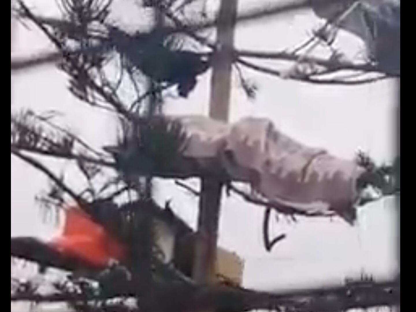 Personas duermen en los árboles de Antofagasta: diputado asegura que es  para arrancar de la delincuencia – Publimetro Chile