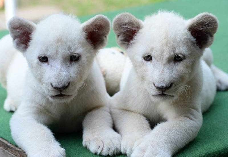 Fotos: Los pequeños leones blancos más tiernos del mundo – Publimetro Chile