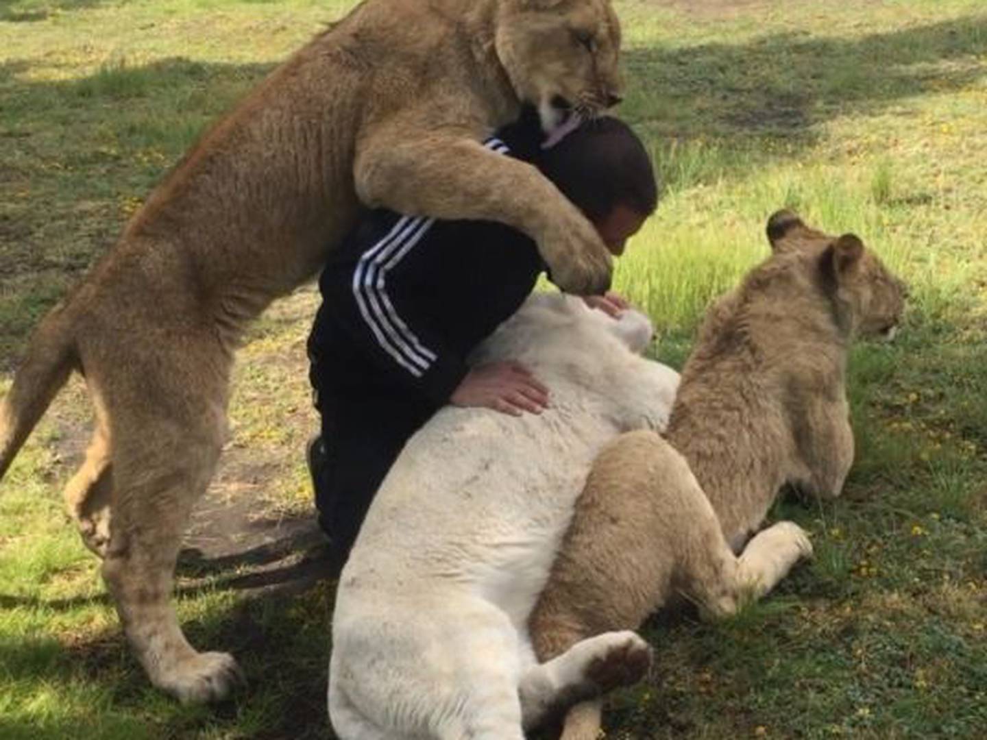 FOTOS: El hombre que juega con tigres y leones en Instagram – Publimetro  Chile