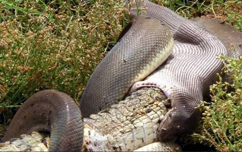 La impresionante secuencia en imágenes de una pitón devorando a un cocodrilo  entero en Australia – Publimetro Chile