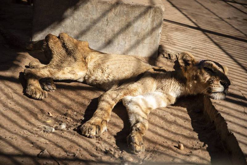 Las imágenes impactaron al mundo: muere uno de los cinco leones desnutridos  en zoológico de Sudán – Publimetro Chile