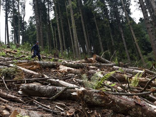 Día Mundial de la Tierra: el mundo pierde anualmente 10 millones de hectáreas de bosques