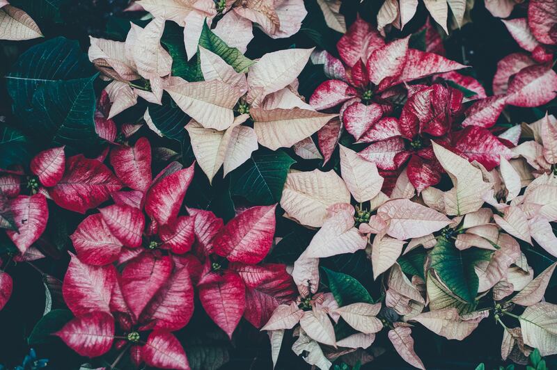 Los colores de las flores de nochebuena pueden variar