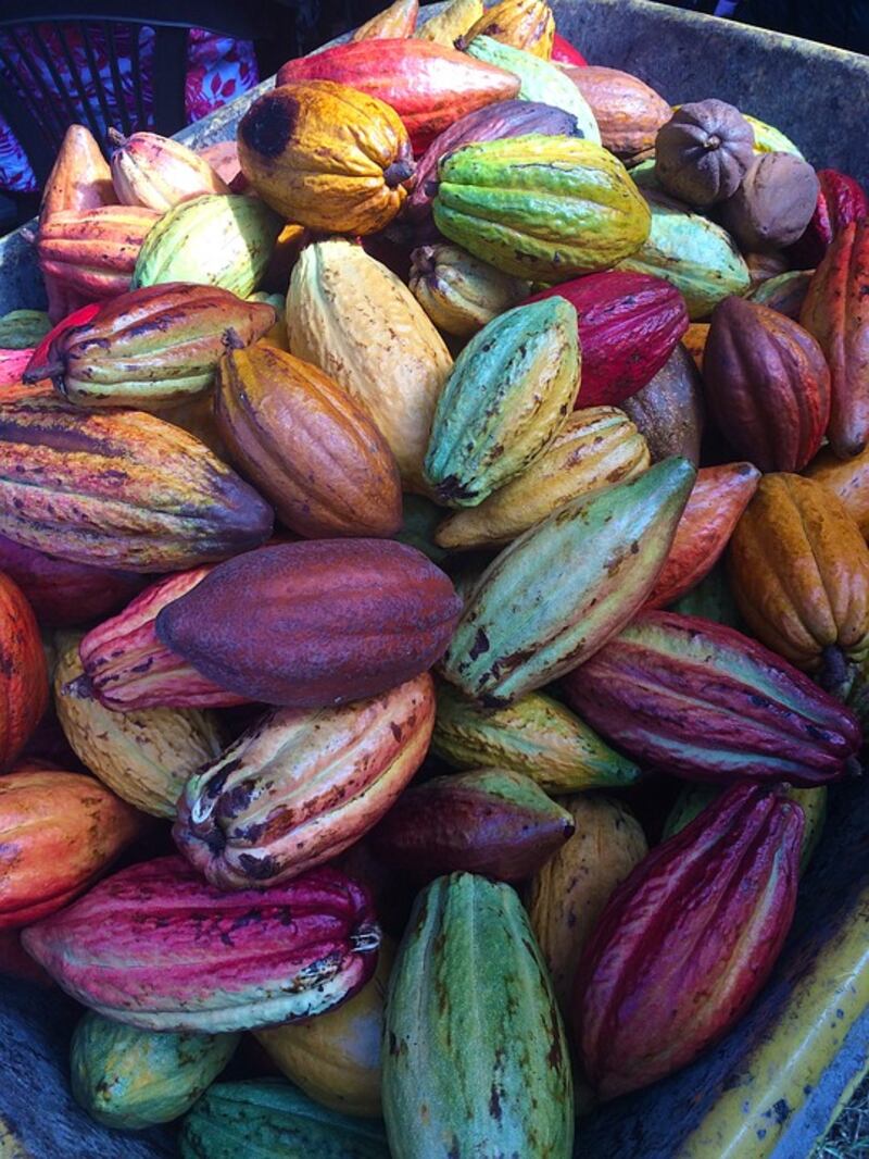 Cacao.