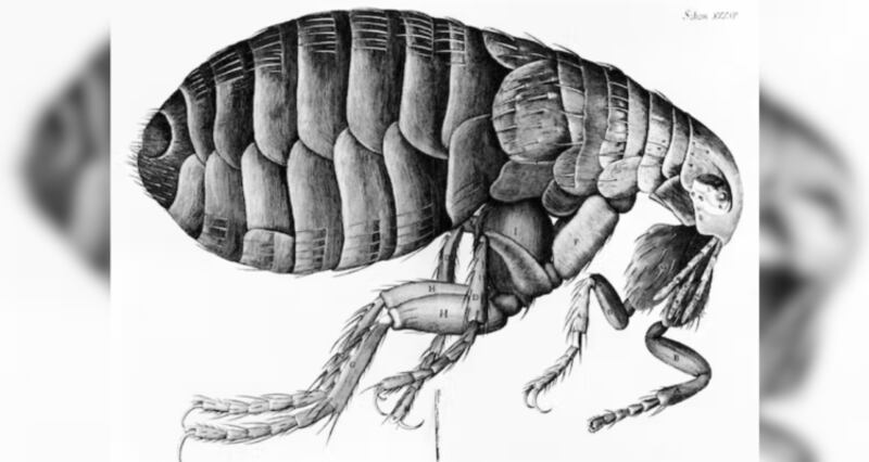 La pulga en Micrographia: