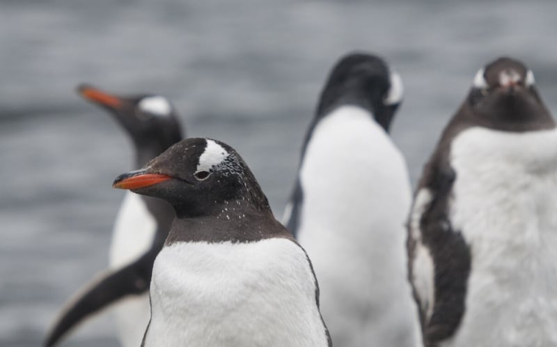 Closeup foto de pingüinos gentoo lindo de pie sobre la arena pedregosa