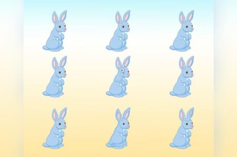 Descubre cuántos conejos hay en la imagen.