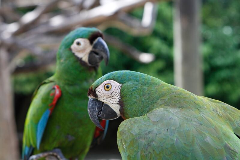 Loros en el Aviario Nacional.