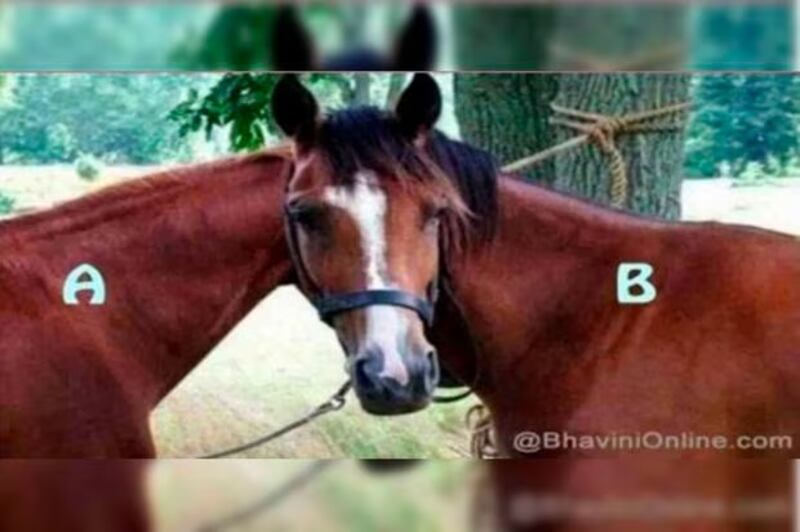 ¿Cuál caballo está viendo al frente?