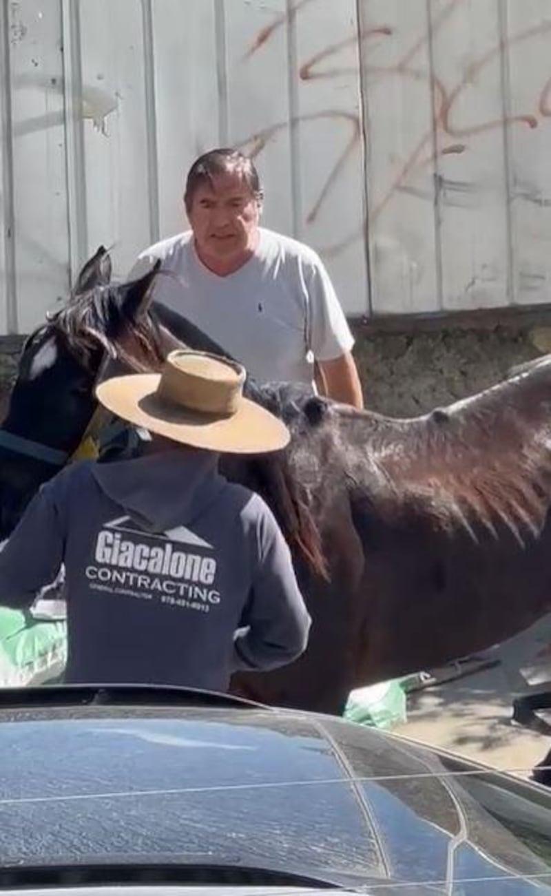 Nuevo maltrato animal en Villa Alemana