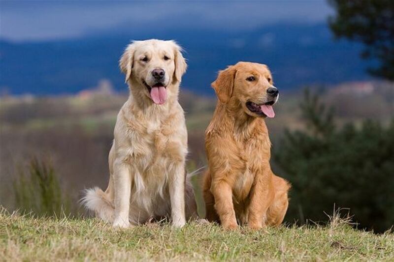 Los animales tienen emociones según explican los veterinarios | Foto: Golden Retriever