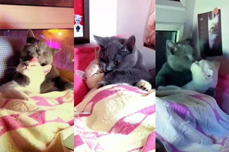 Los gatos más adorables de TikTok