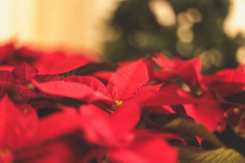 La Nochebuena es una flor con gran significado