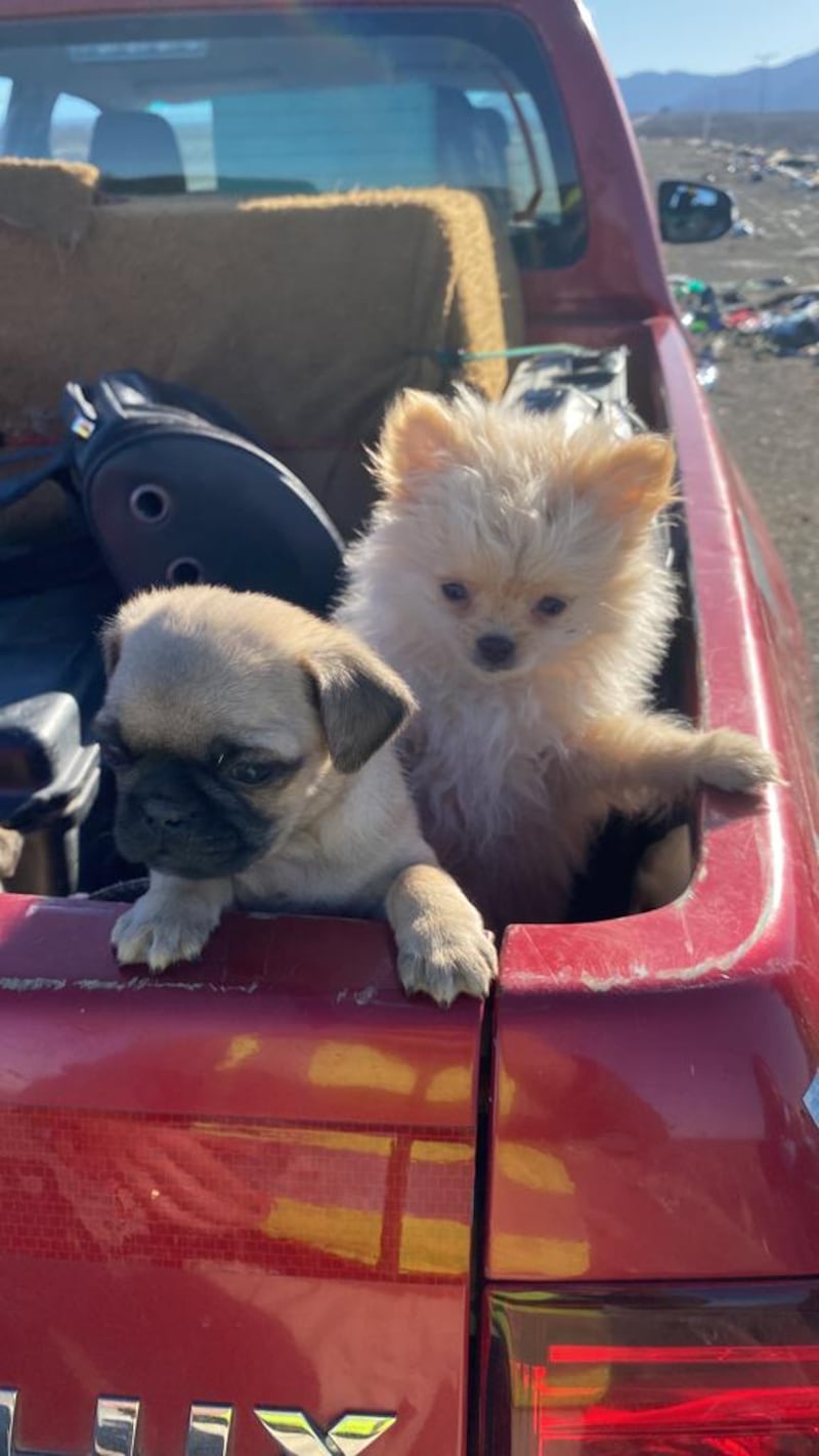 perritos encontrados dentro de mochilas