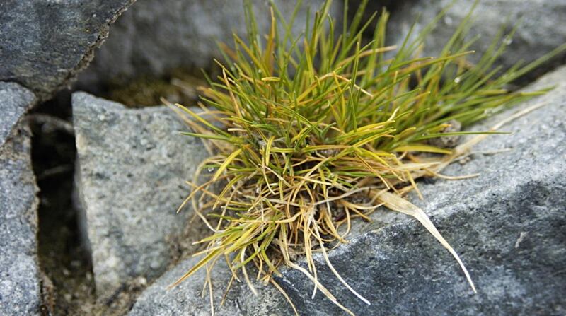 Deschampsia antarctica