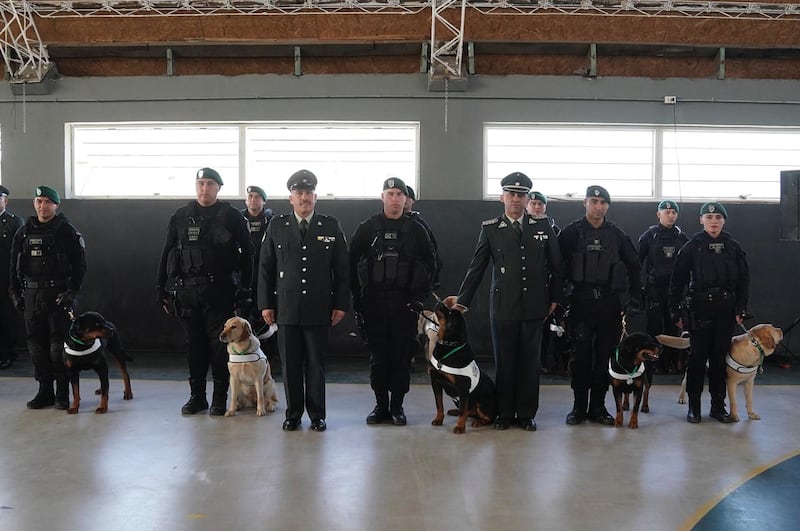 Perritos de Gendarmería que pasaron a retiro