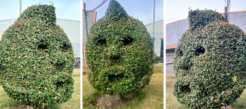 Talcahuano: Jardineros homenajean a Arturo Vidal podando árbol con la forma de su rostro.