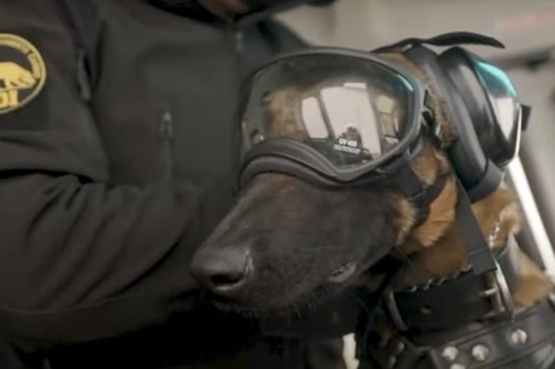 Uno de los perros pertenecientes a la brigada de canes de la PDI.