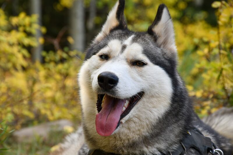 Husky siberiano