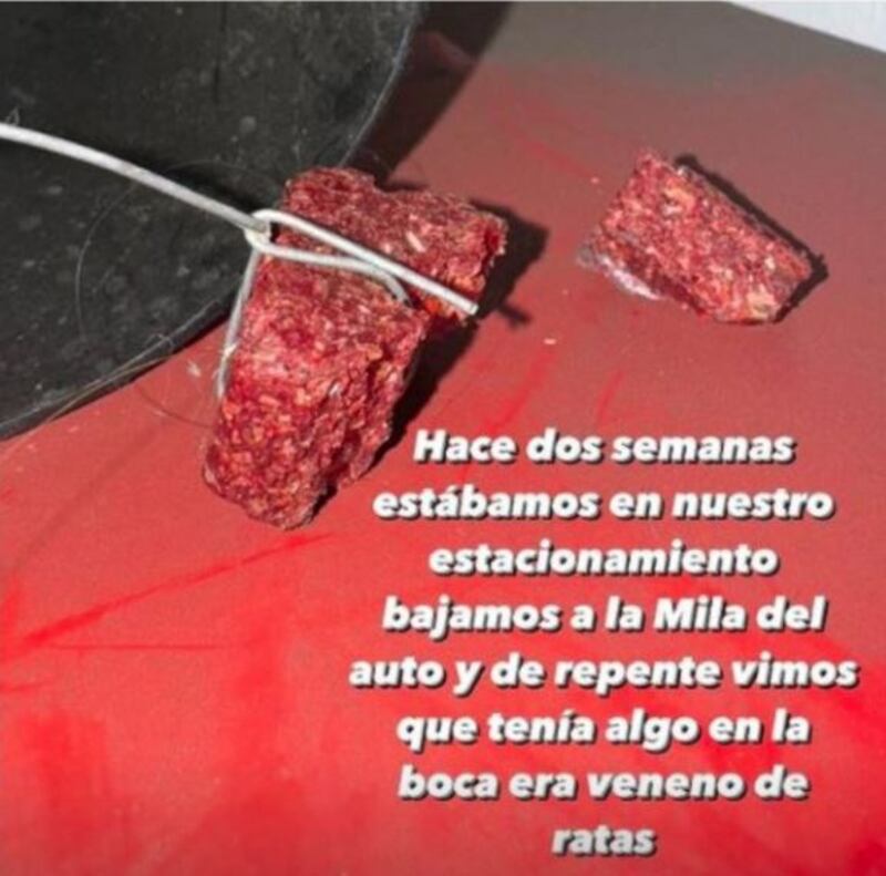 Por suerte reaccionó rápido, sino no la cuenta dos veces. Joaquín Méndez pasó el susto de su vida, luego que su perrita Mila consumiera veneno para ratas que había en un rincón del edificio donde viven. 
Así lo contó el animador de Mega, quien tuvo que actuar con rapidez para salvar la vida de su mascota,  luego que su curiosidad la llevara a comer la mortal dosis. 
“Hace dos semanas estábamos en nuestro estacionamiento, bajamos a Mila del auto y de repente vimos que tenía algo en la boca. Era veneno para ratas”, consignó Mega. 
Tras ello, explicó qué es lo que se debe hacer en caso de emergencia. 
“Lo que tienen que hacer rápidamente es llevarla al hospital, al veterinario… le van a hacer un lavado de estómago hasta que vomite ese pedazo que se tragó. Luego le van a poner vitamina K durante dos semanas, y con eso ya pueden zafar”, contó a sus seguidores. 
Además, manifestó su molestia contra la administración del edificio, puesto que su perrita podría haber sufrido hemorragias internas y luego la muerte.
“Yo me enojé con el edificio porque ¿Cómo puede estar eso tirado ahí, al lado del auto, fuera de eso un tubo de PVC?”,  señaló indignado.
Finalmente, lamentó que no llegó a ningún acuerdo reparatorio con el edificio, quienes no se hicieron responsable por lo ocurrido, por lo cual pidió a ayuda a sus seguidores para que lo asesoren, agregó el citado medio.