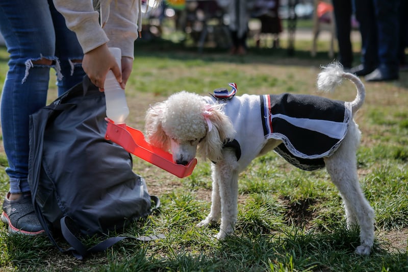 Mascotas en Fiestas Patrias