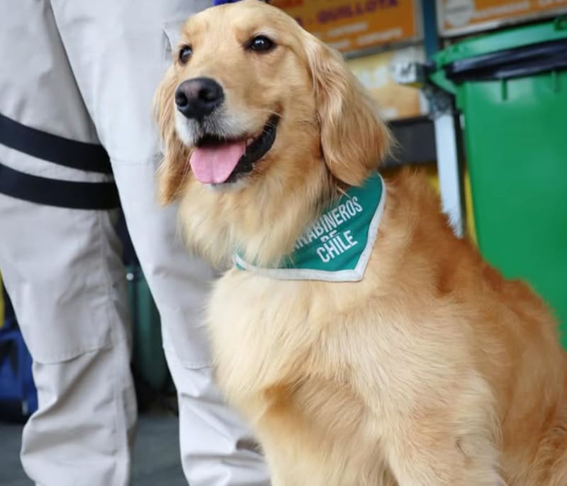 Héroes de cuatro patas: Brigada canina de Carabineros es homenajeada por el Día Mundial del Perro de Trabajo