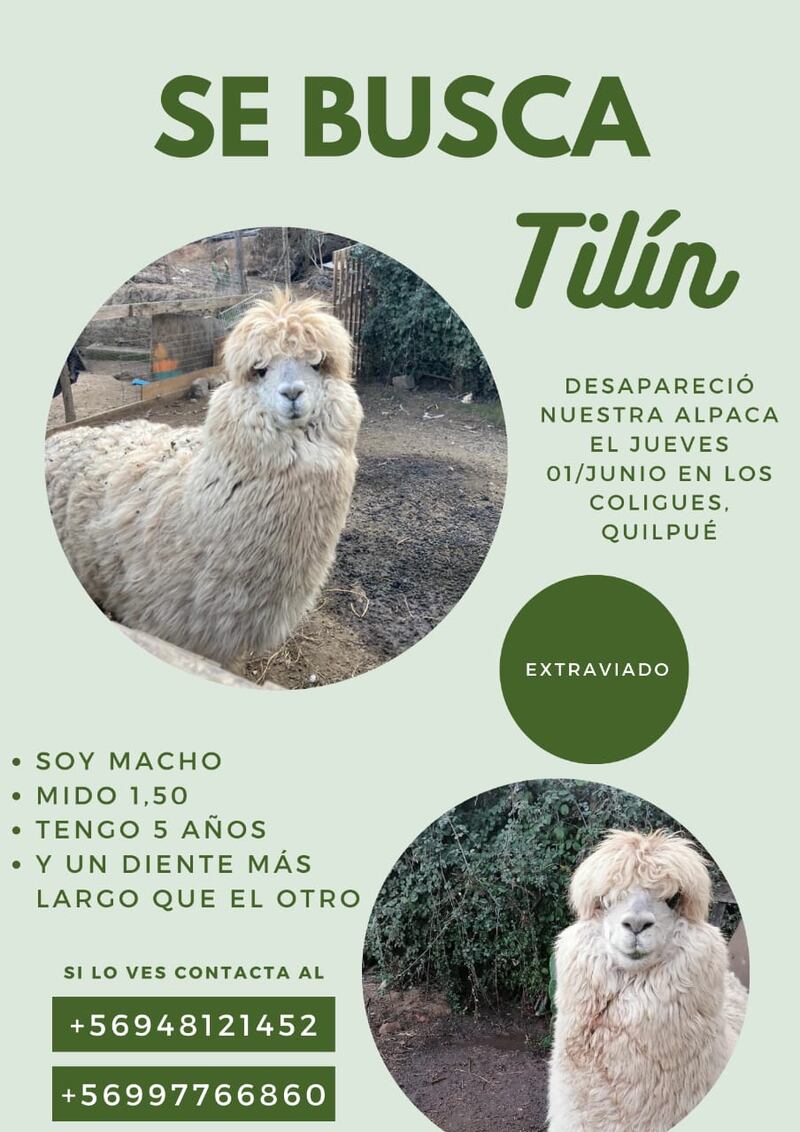 Familia de Quilpué busca a su alpaca perdida | Captura