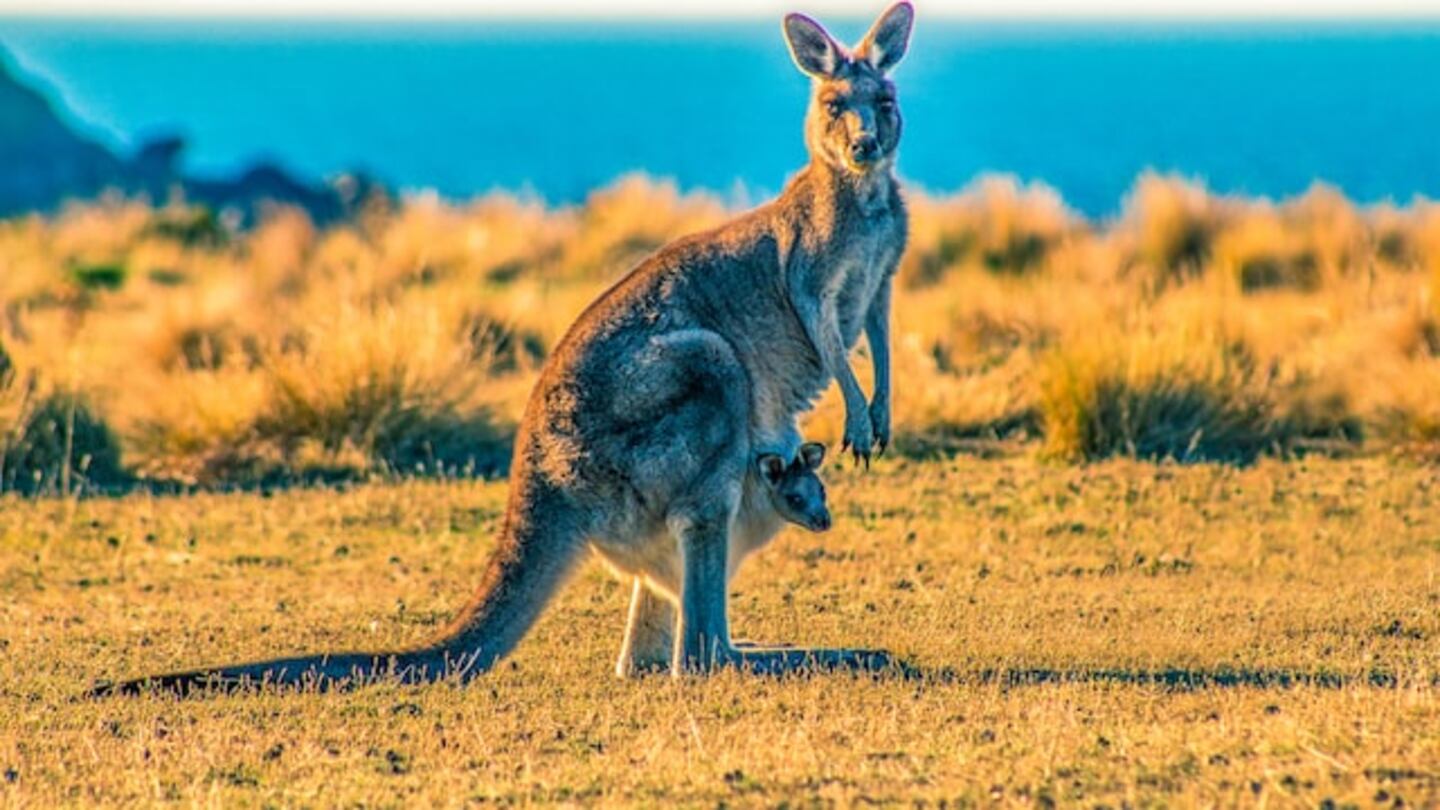 Descubren nueva especie de canguros en Australia – Publimetro Chile