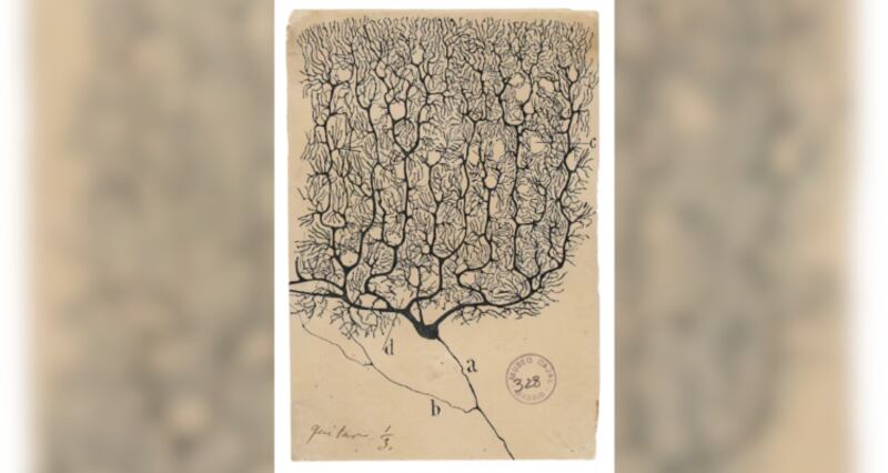 La neurona de Cajal