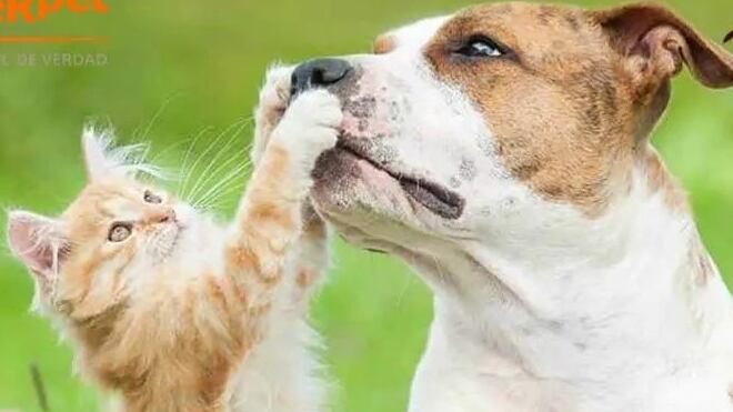 Un estudio reciente en Irlanda permitió conocer que uno de los gestos de cariño de los humanos a los perros son estresantes para los canes.