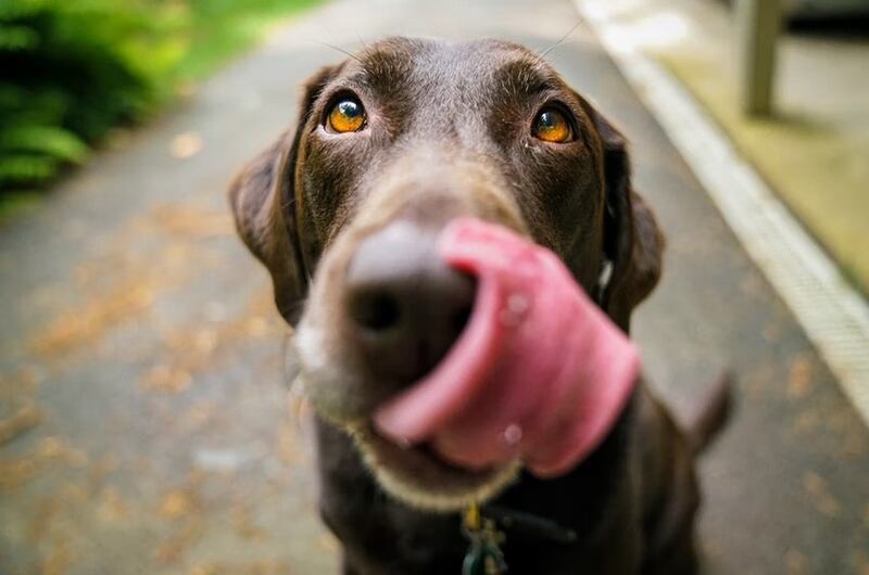 Los perros son de las mascotas más adorables