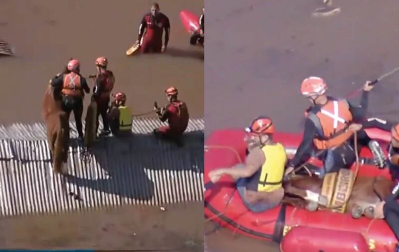 Rescatan a 'Caramelo', el caballo atrapado en un techo por inundaciones en Brasil