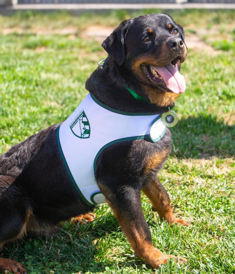 Perrito de Gendarmería