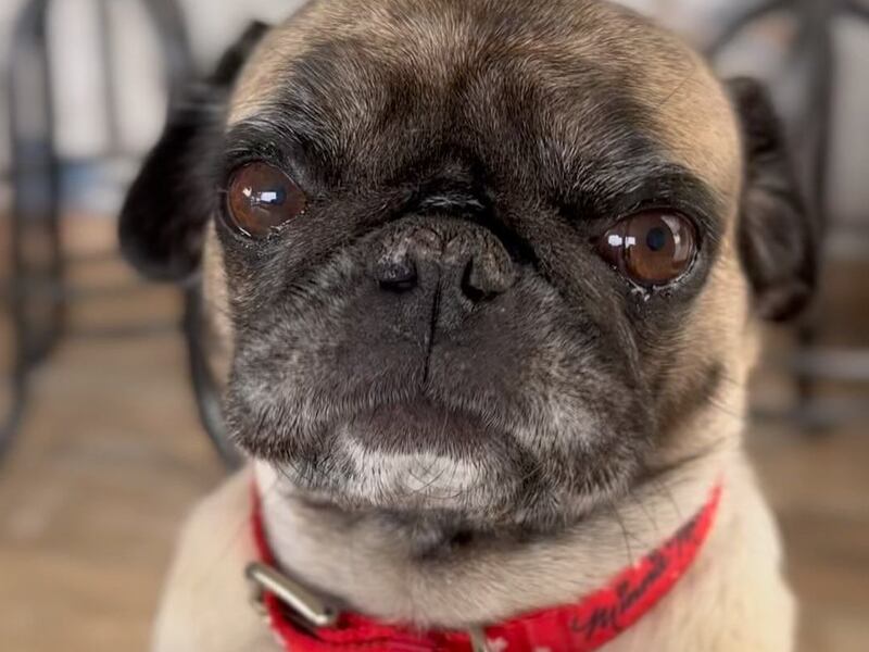 Fuente: Instagram @peparifasucasa. La mascota, de nombre "Pepa Pug", es la más reciente influencer que inició la rifa virtual para sortear una casa a quienes compren los tickets en Internet.