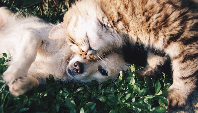 Los perros y gatos también pueden ser buenos amigos