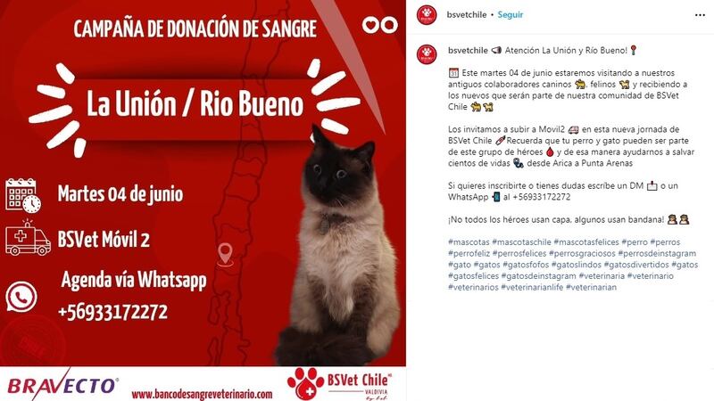 En las localidades de La Unión y Río Bueno se llevará a cabo este martes 4 de junio la nueva campaña de dadores de sangre para mascotas.