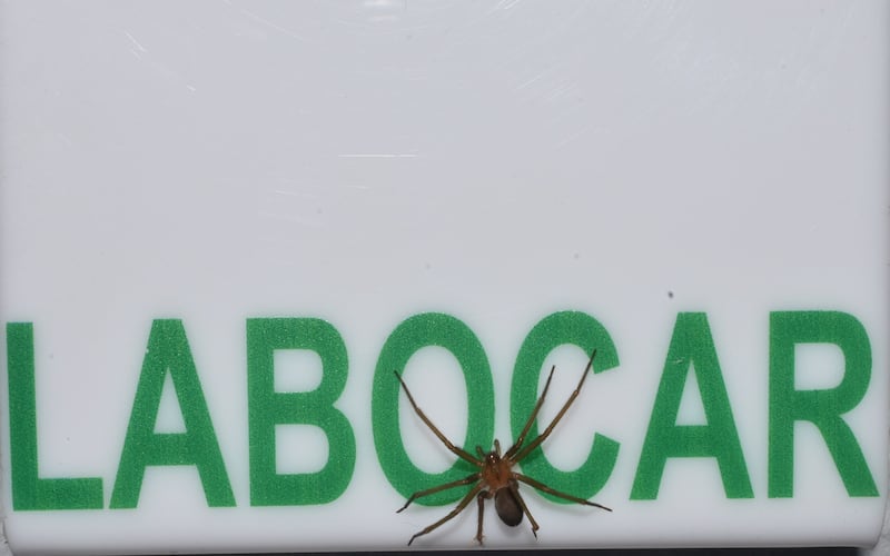 Araña de rincón