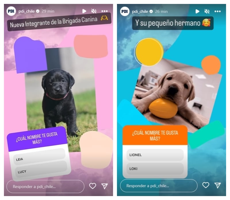 En el Instagram institucional fue que la PDI realizó la encuesta para elegir el nombre de los cachorros que se integrarán a la disciplina policial.