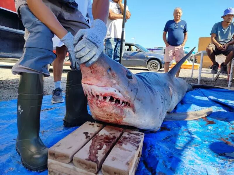 Tiburón encontrado en Tocopilla. Fotografía de Antofagasta TV