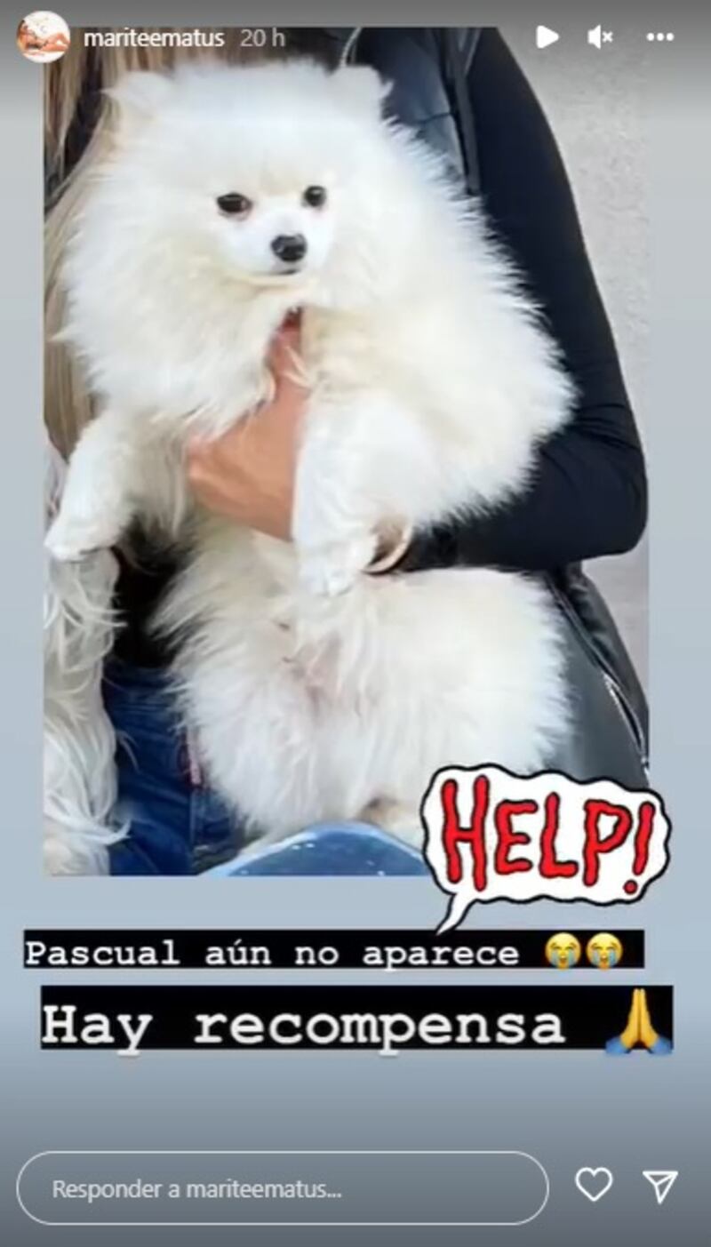 Marité Matus sigue pidiendo ayuda para encontrar a su perro Pascual, el cual se extravió el sábado pasado.