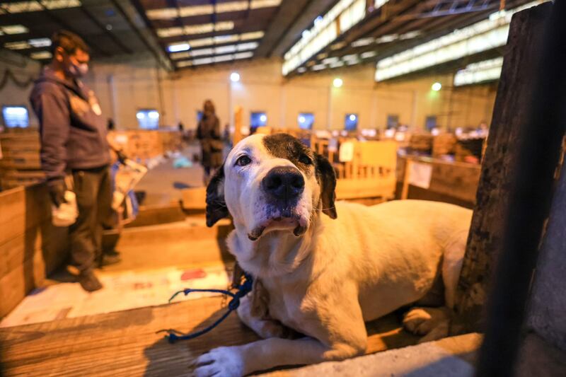 Perro rescatado por las inundaciones en Brasil