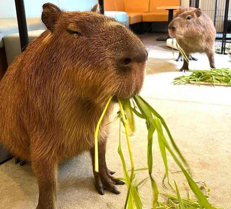 Café con capibaras: Restaurante en Japón ofrece increíble experiencia con estos adorables animalitos