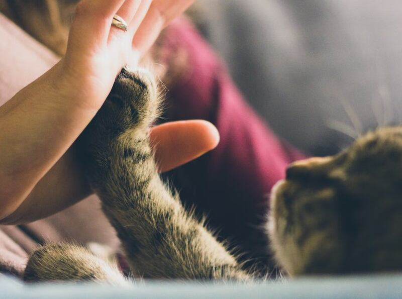 Cuando se crea un vínculo con un gato, es para siempre