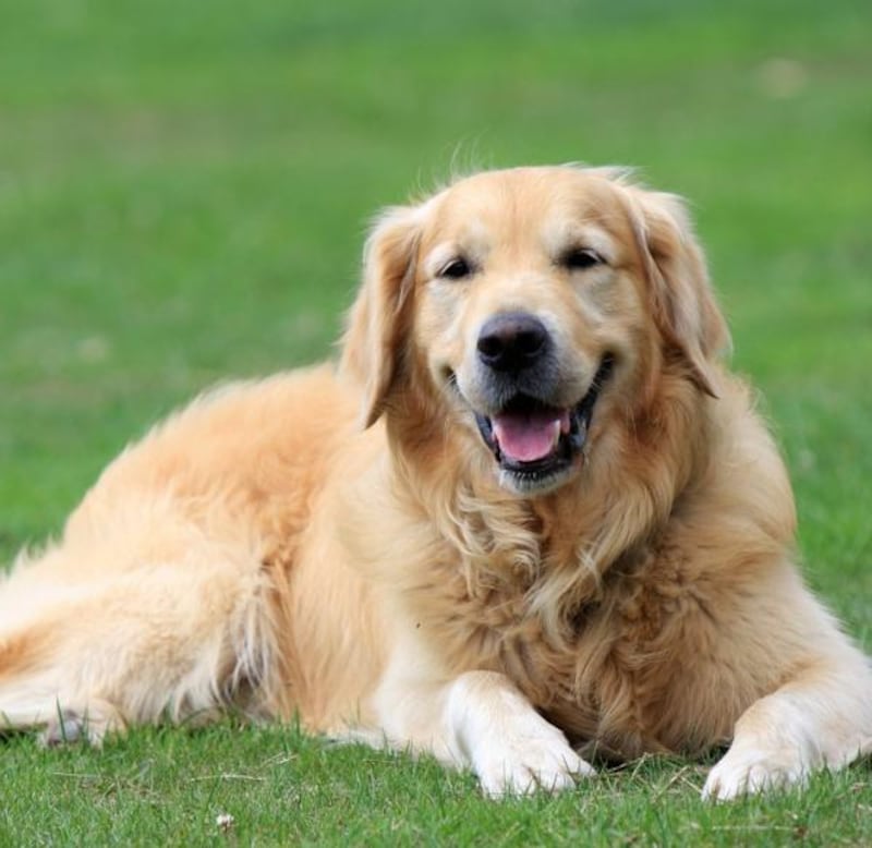 Los Golden Retriever son de los más alegres