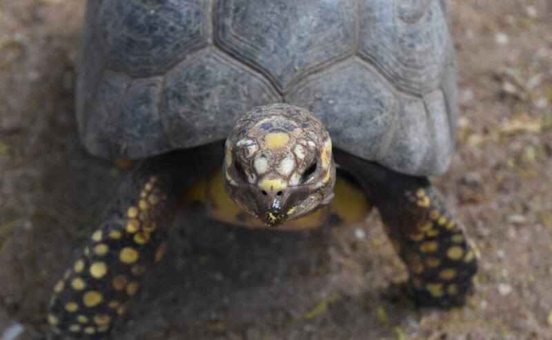 Cerrar foto de una pequeña cabeza de tortugas