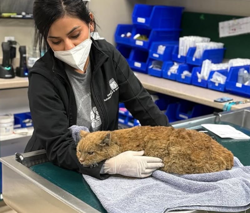 Deshidratados y con quemaduras: Más de 300 animales son rescatados durante voraces incendio en California