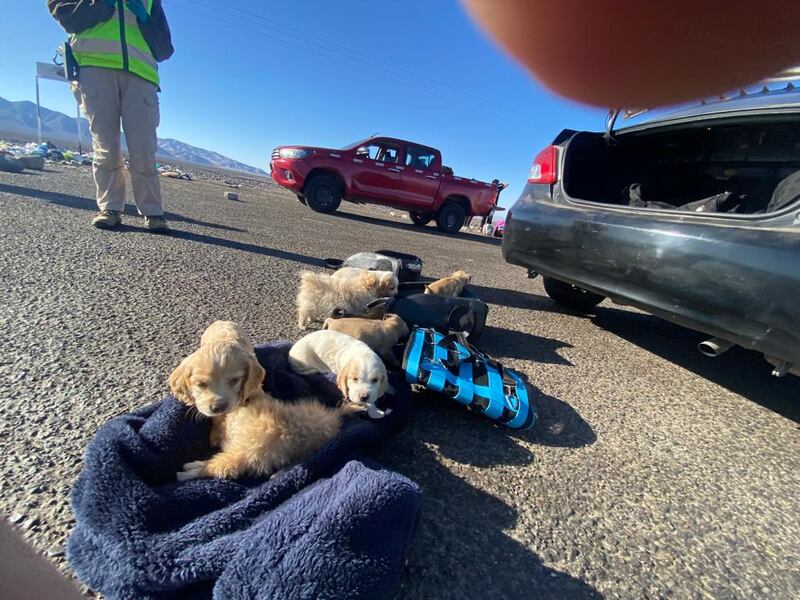 perritos encontrados dentro de mochilas