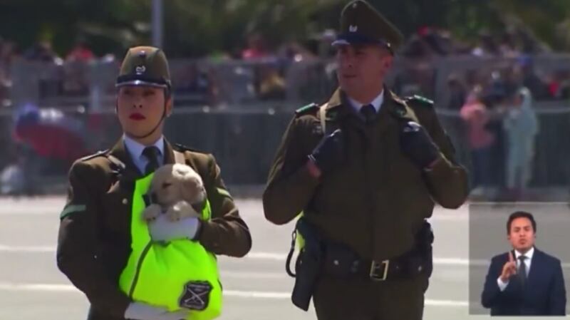 Perros en la Parada Militar | Fuente: X