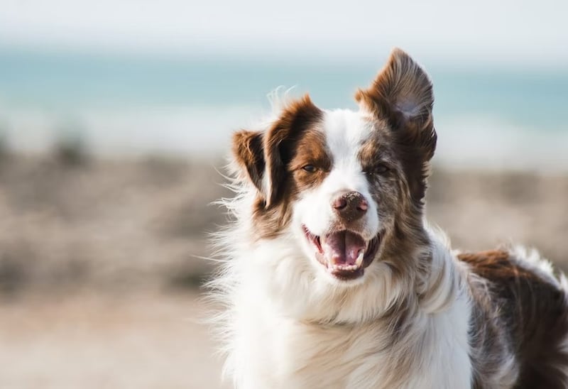 Los perritos son de las mascotas más adorables