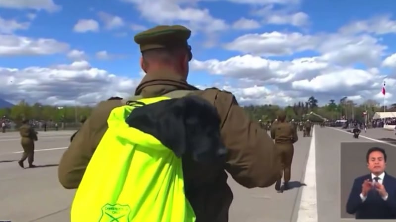 Perros en la Parada Militar | Fuente: X